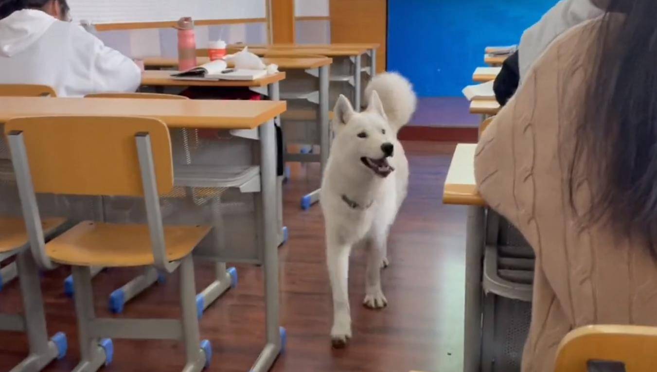 四川狗子化身汪学长认真巡课冲进教室和学生打成一片