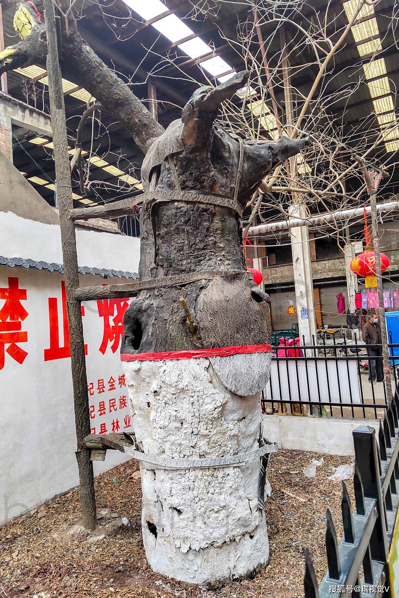 杞县城隍庙:仅剩千年古槐,人称"老槐爷"丨明洪武三年始建_文庙_旧址
