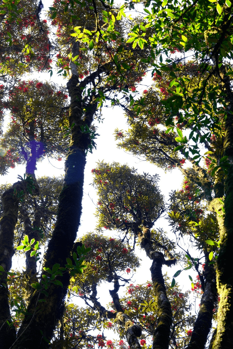 花海|在腾冲，有一种红，叫杜鹃花开映山红