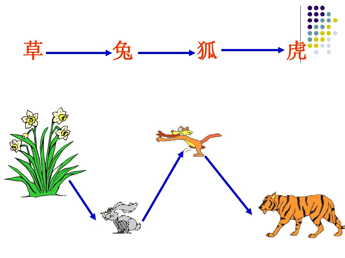 澳洲向猫宣战重34斤袋鼠也是它的食物为杀猫空投毒香肠