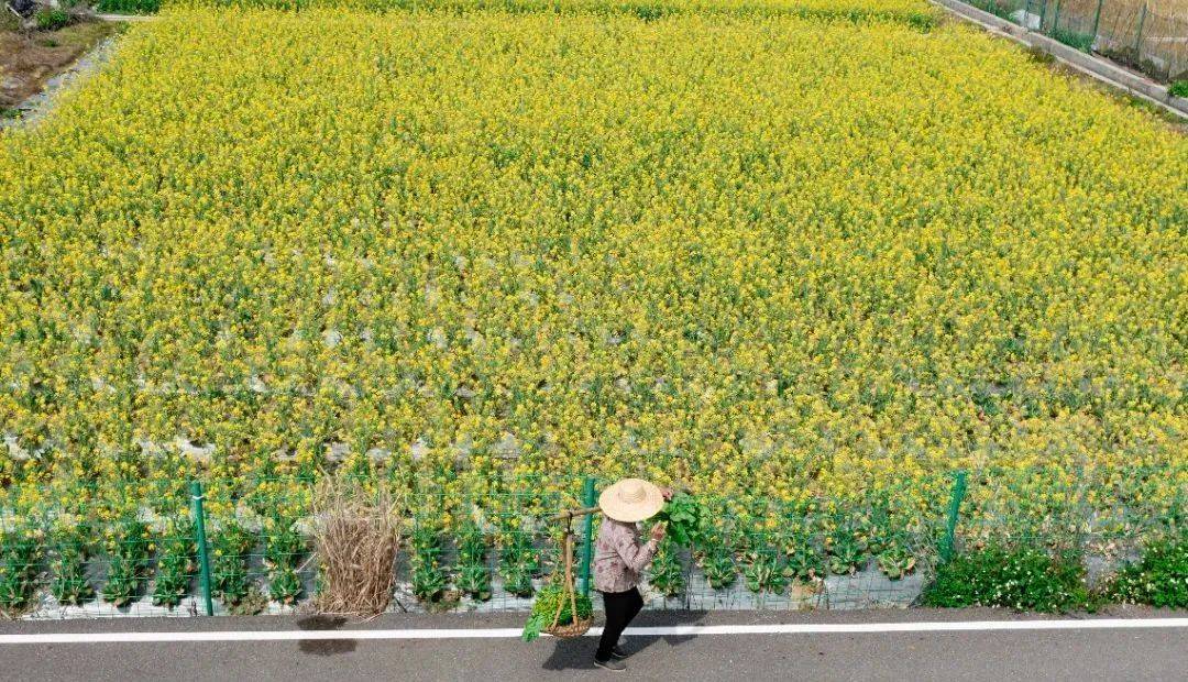 黃埔區大吉沙島龍湖街道的逕下村南沙區珠江街道的南沙明珠農業公園金