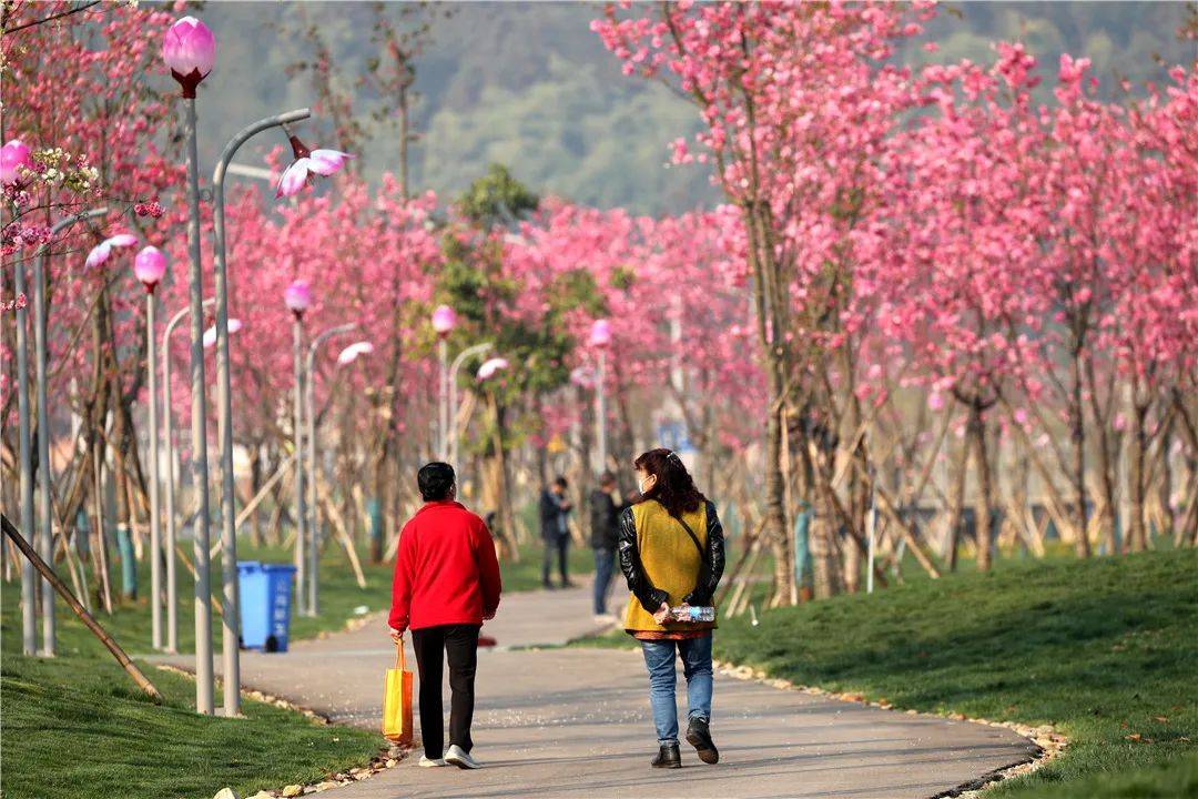 嫣红|腾冲花季丨海棠依旧、樱花烂漫