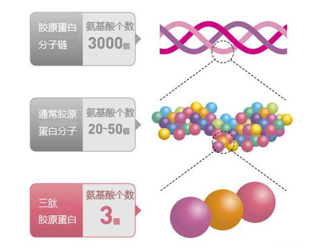 分子小分子胶原蛋白肽是什么神奇技术？为什么被用来做成RST肌活液？