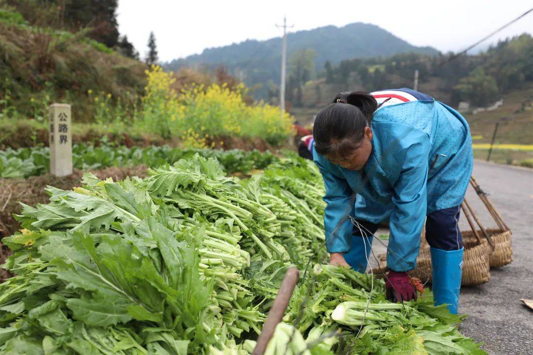 三沛塘村刘家溪组组长吴继明说"我们收青菜已经收了两天了