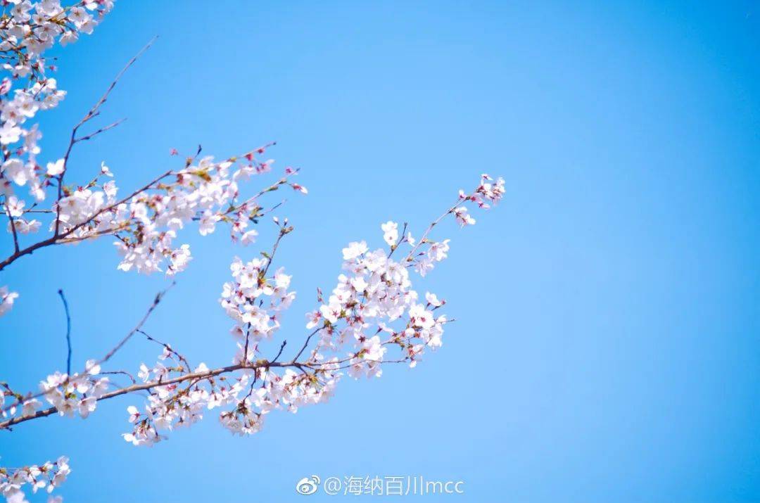 济南|太梦幻！济南这几条颜值爆表的赏花大道，花下骑行太美了！