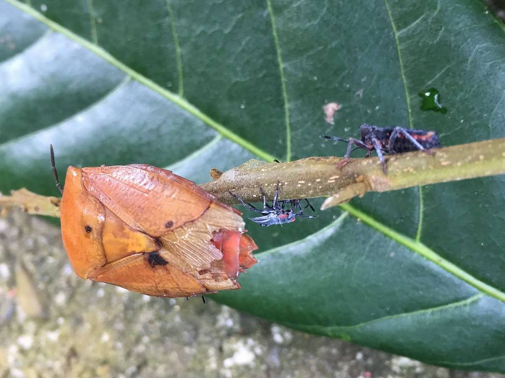 还有一个原因,随着生态环境逐渐变好,臭屁虫的天敌得以大量繁殖,螳螂