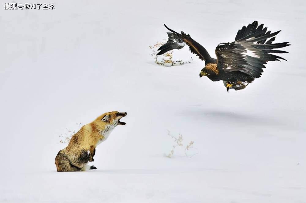 蒙古国巴彦乌列盖省牧民日常工作驯鹰打猎有时也捕猎狼保牧
