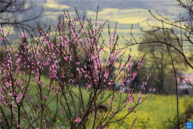 门票|罗平油菜花堪称东方大花园：满目金黄香百里，一方春色醉千山