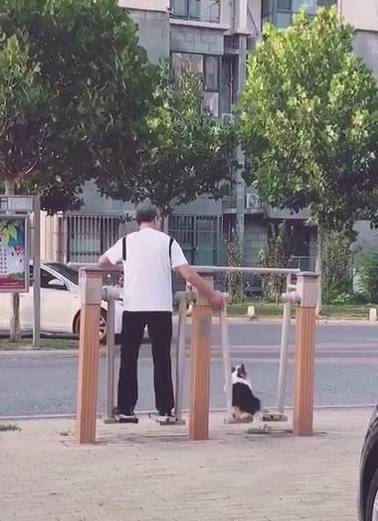 带着老爸当初死活不同意我养狗，可喂养半个月后，柯基不是我的了！