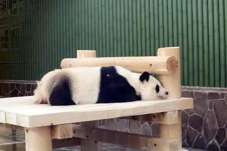 大象老虎屁屁摸不得，但ta的可以，不过不能贪摸哦！