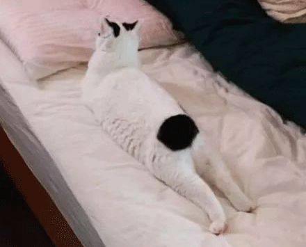 大象老虎屁屁摸不得，但ta的可以，不过不能贪摸哦！