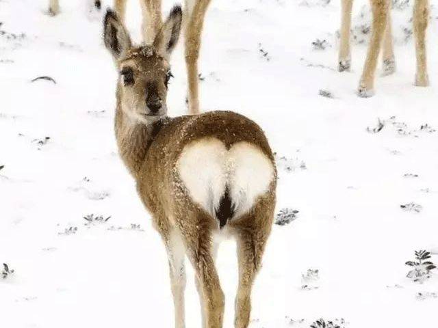 大象老虎屁屁摸不得，但ta的可以，不过不能贪摸哦！