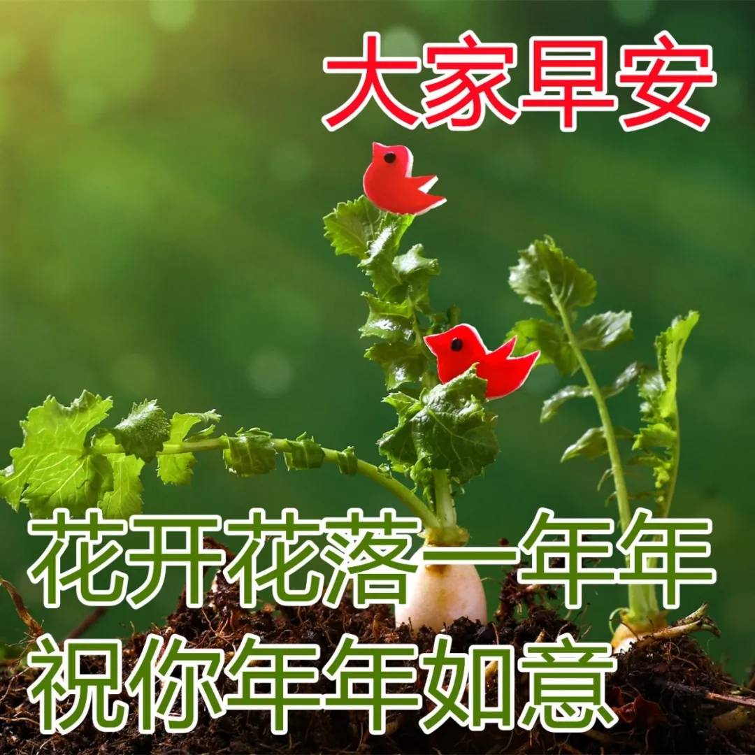 原创最新最美的早上好问候图片带字祝福大家早上好的图片