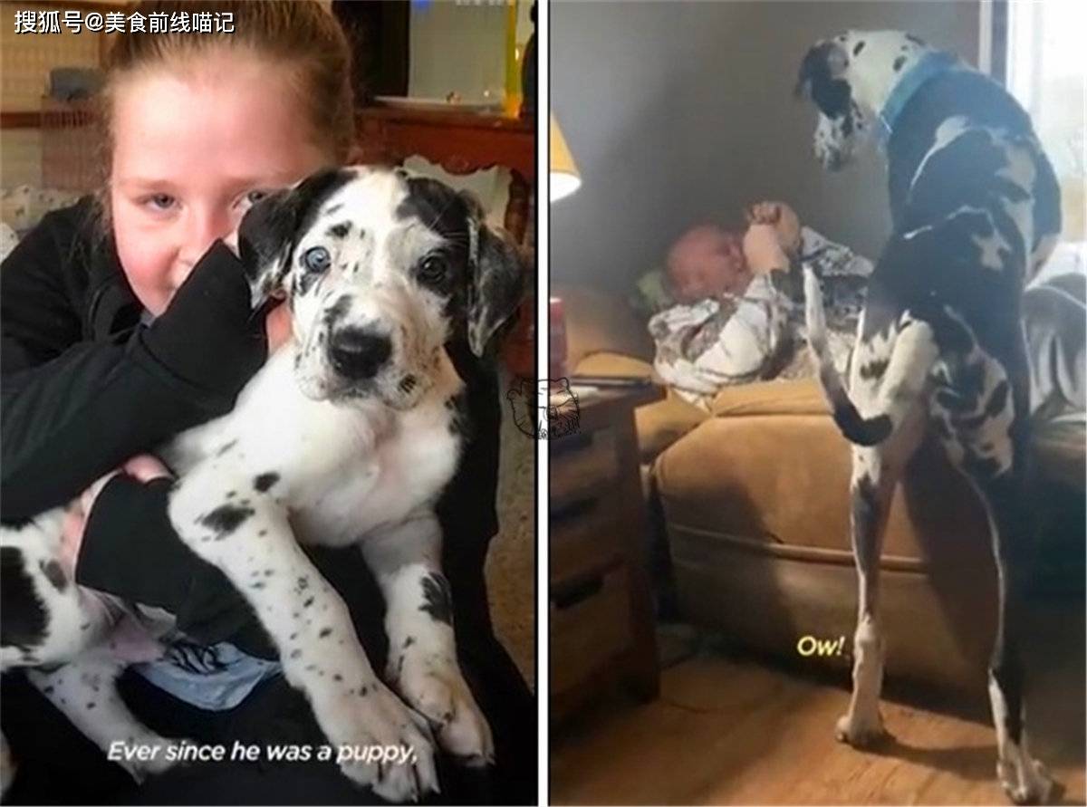 78公斤大丹犬经常忘记自己长大了 喜欢跳到主人腿上撒娇 拉里 小时候 体型