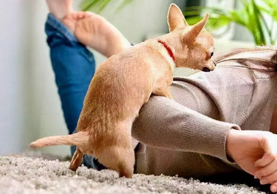 原创狗狗骑跨行为是什么意思小宠医师讲解狗狗骑跨行为