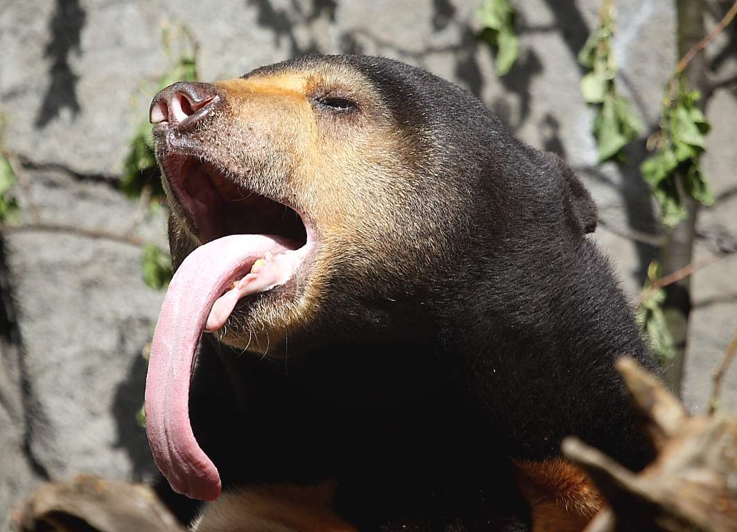 黑熊的舌头倒刺图片图片