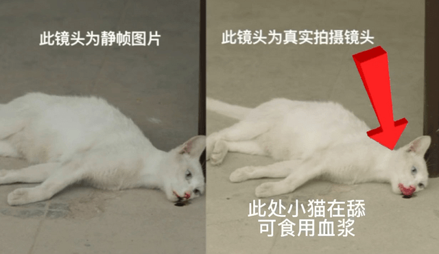 因为|《当家主母》“虐猫”事件后续，剧组两度回应后，群演曝小猫状态