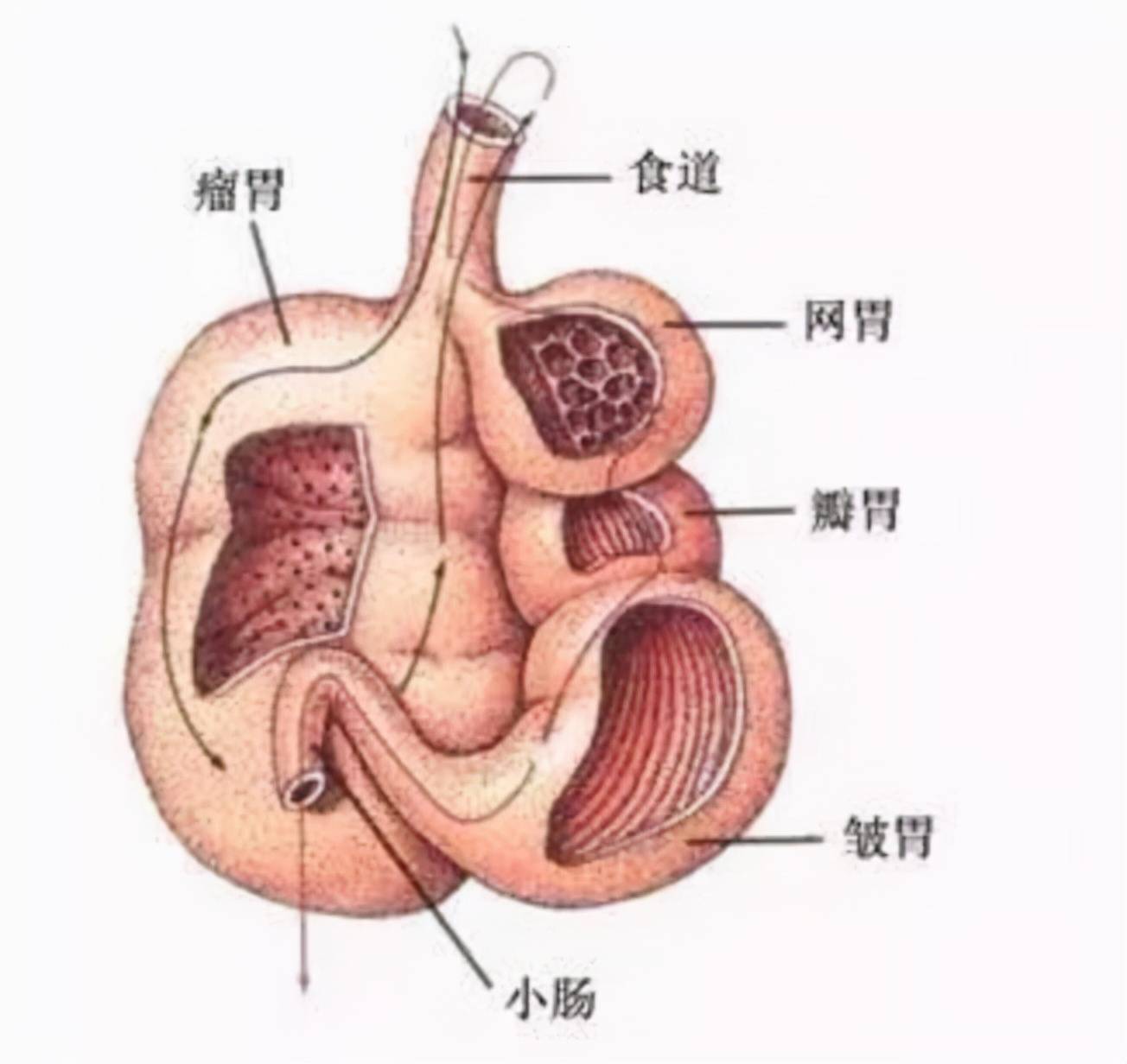 牛肠解剖图图片