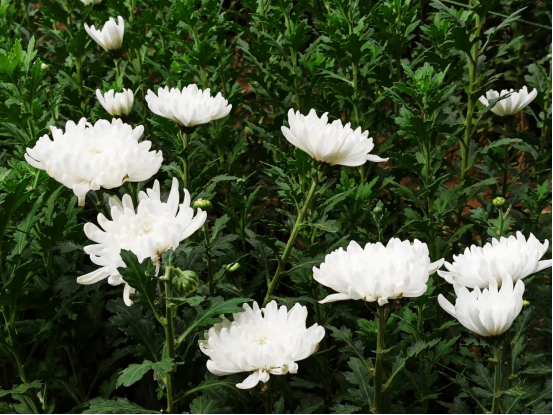 天氣轉暖,隨著清明節臨近,騰佳農業花卉溫室大棚內黃,白菊花,鮮切花等