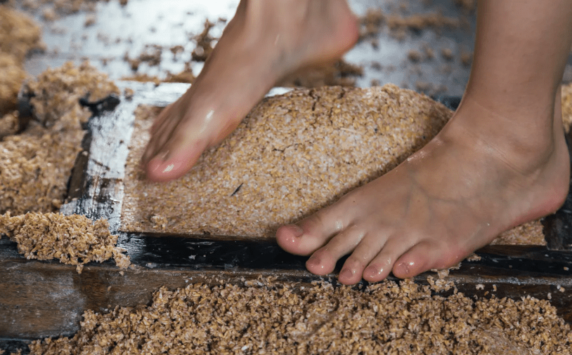 同样都是用脚踩为何茅台酒让少女光脚踩曲会让酒更香