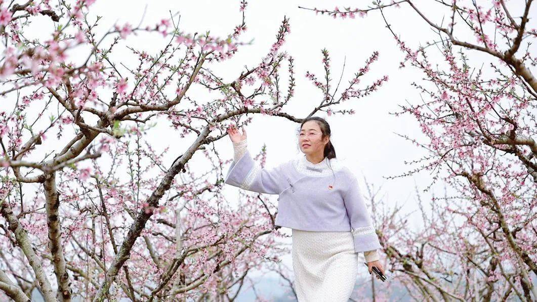 桐柏固县八千亩桃花竞相绽放,桃花朵朵迎客来_固县镇_销路_发展