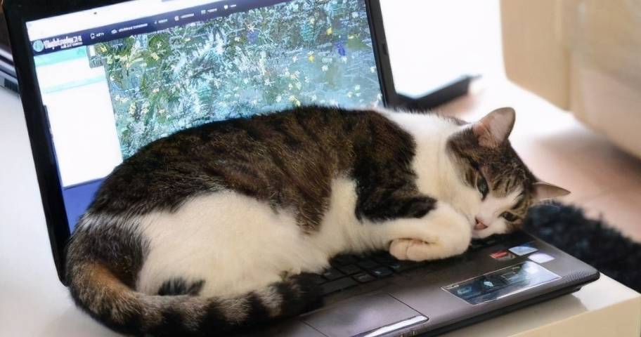 因为|想养猫，请“戒掉”这5件事，不然别轻易养猫！