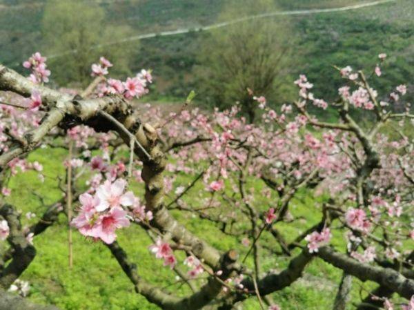 黔西南州|黔西南州十里“桃花谷”，桃花开了