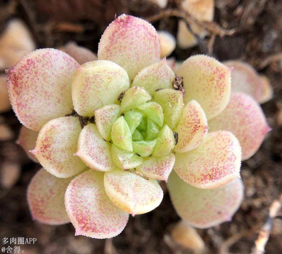 植物|原来土壤中还含有这么病菌，消毒的重要性你都知道吗？速看！