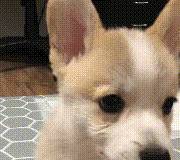 都跟柯基:不要被我们可爱的外表所欺骗,没事也看看我们的内在