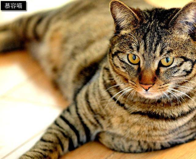 关系神秘的狸猫与梨花猫、浣熊与果子狸等动物有关系吗？
