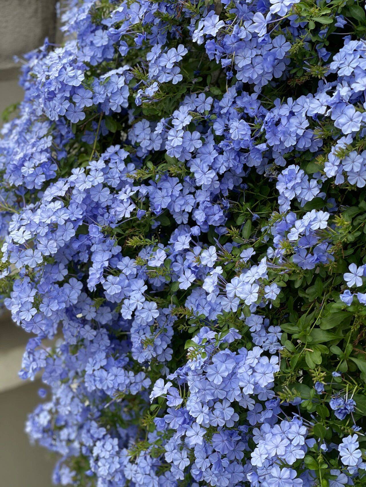 盘点8款,适合做花墙会攀爬的花,有花园一定要种上