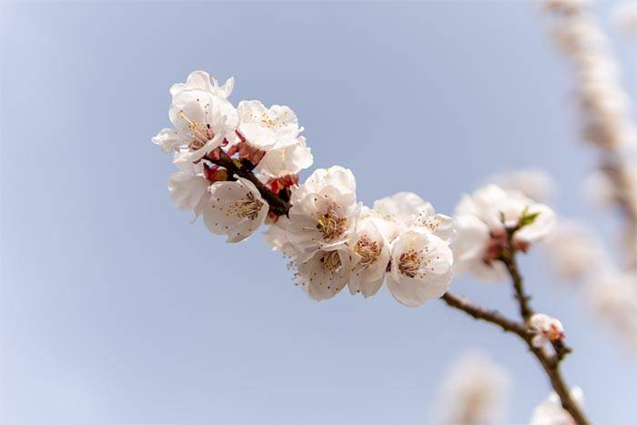 文化|洪洞大槐树下踏青 体验别样赏花之旅