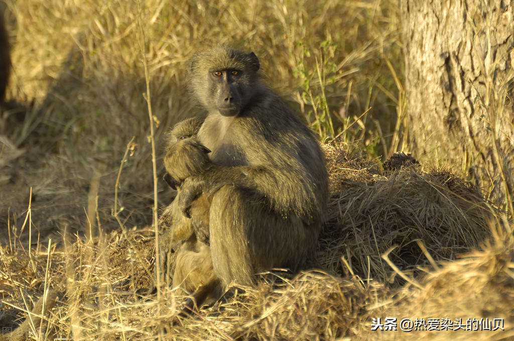 原創靈長類動物是指什麼靈長類動物的外部形態