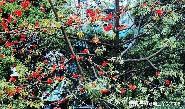 黄花风铃木花，真的能取代“市花”木棉花在广州人心中的位置？
