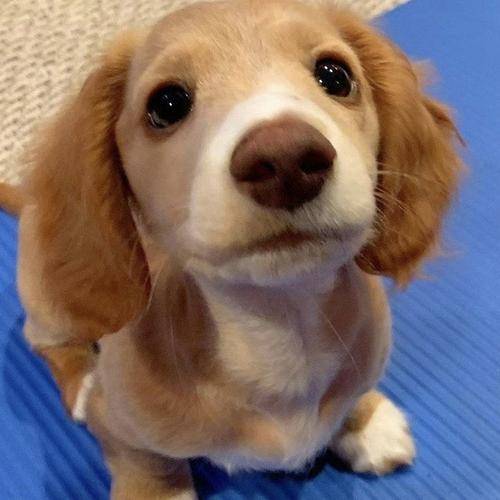 狗狗肾衰竭有什么症状 来看看具体的治疗方法吧 休克 脱水 肾脏
