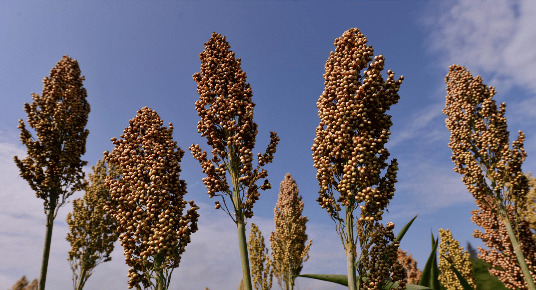白酒香型科普|沈酒沉香,众香之尊!_酿造_中国_工艺