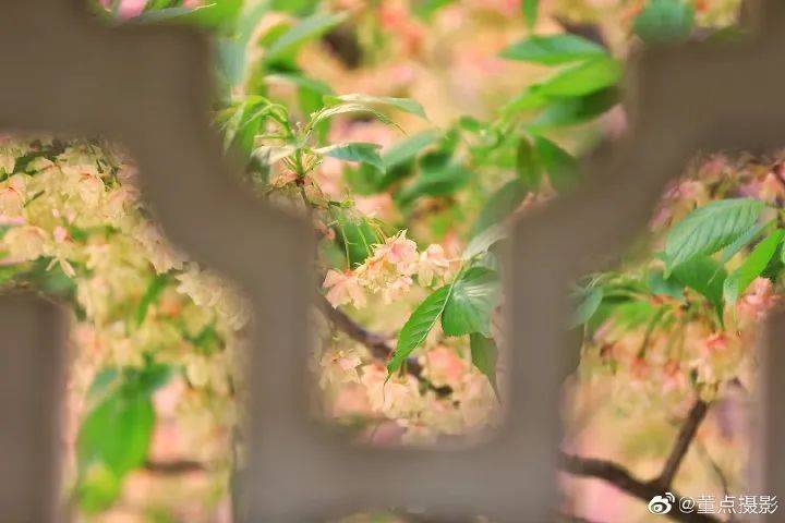 五龙潭|粉了粉了！济南春日限定樱花美景来啦~