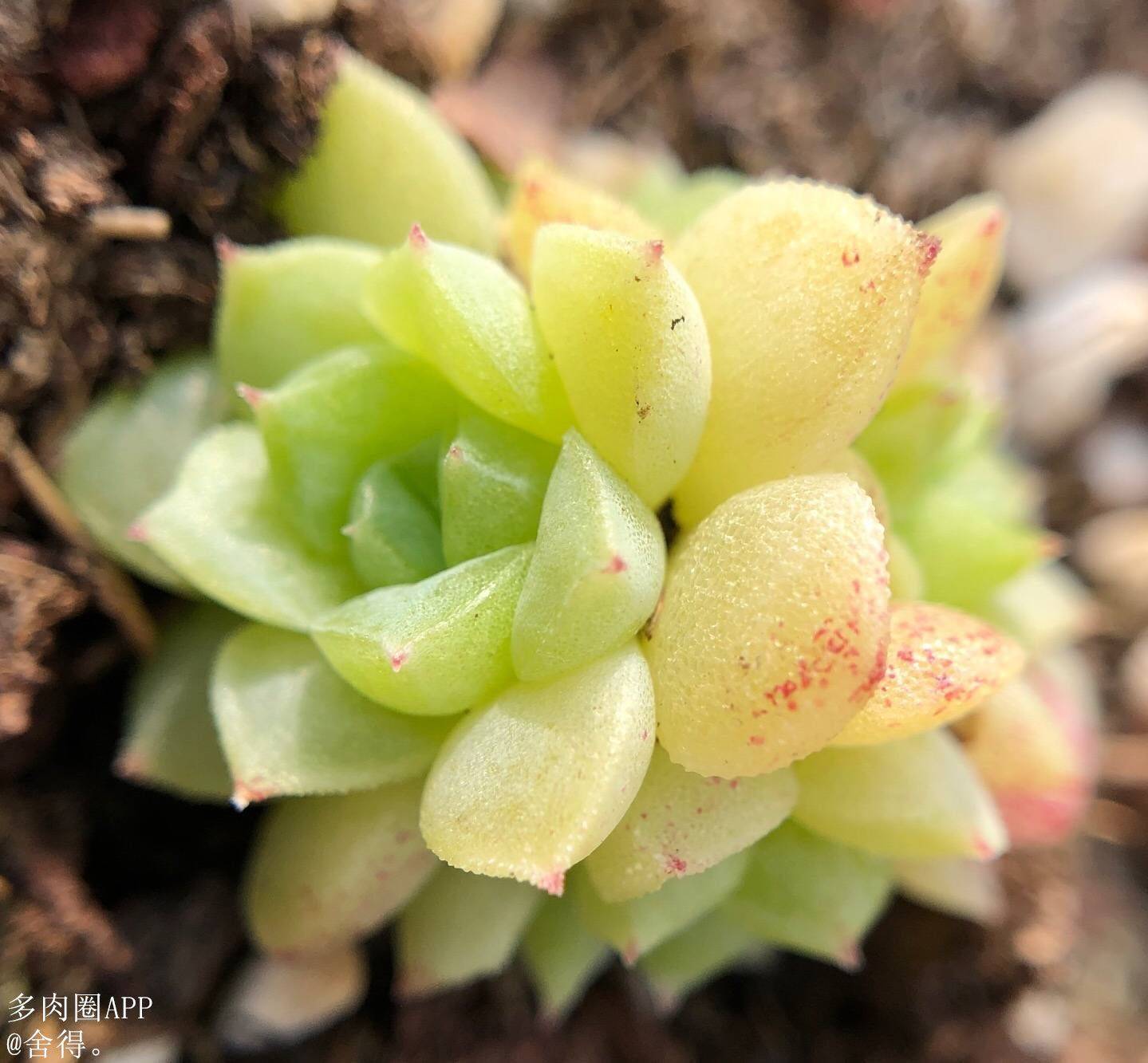 植物|原来土壤中还含有这么病菌，消毒的重要性你都知道吗？速看！