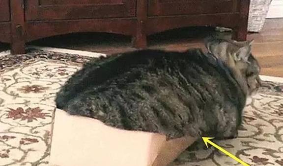 箱子猫咪挤破箱子成了一“滩”猫，主人：你有多少肉心里没点数吗？