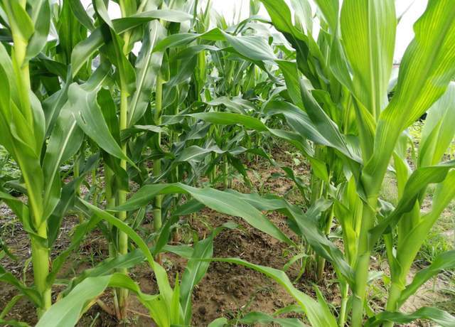 斤数|玉米种植密度如何确定？一亩多少斤？多少粒数？3个技巧轻松解决