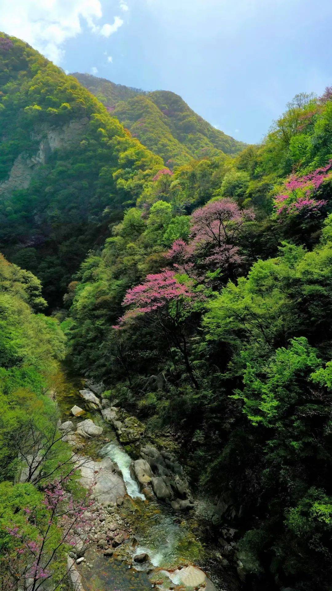 世间|走进秦岭赏万亩紫荆花海，相约太平世间美好与你环环相扣