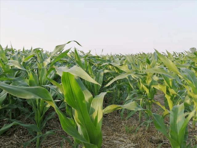 斤数|玉米种植密度如何确定？一亩多少斤？多少粒数？3个技巧轻松解决