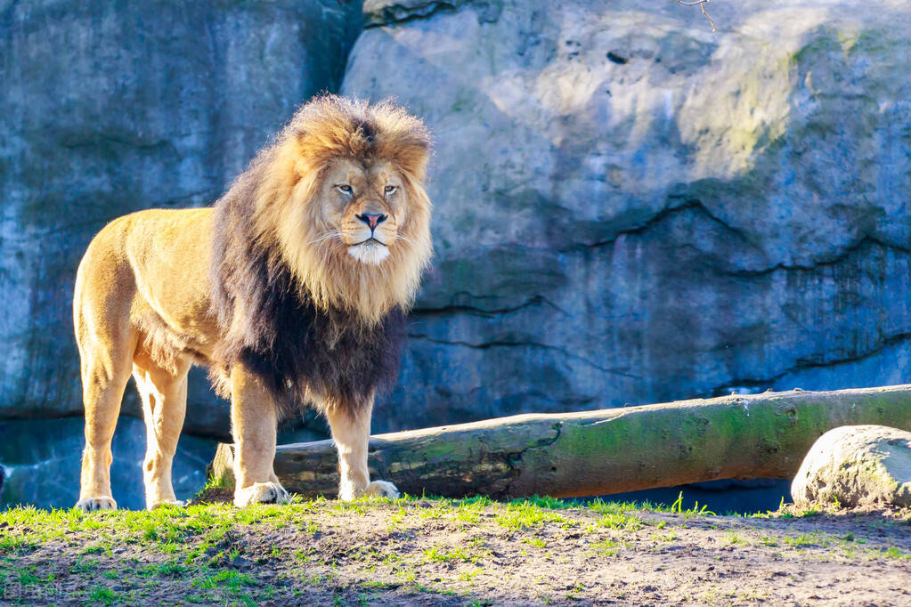 性选择的作用导致狮子的雌雄个体具有相当的差异,雄狮肌肉强悍,体型更