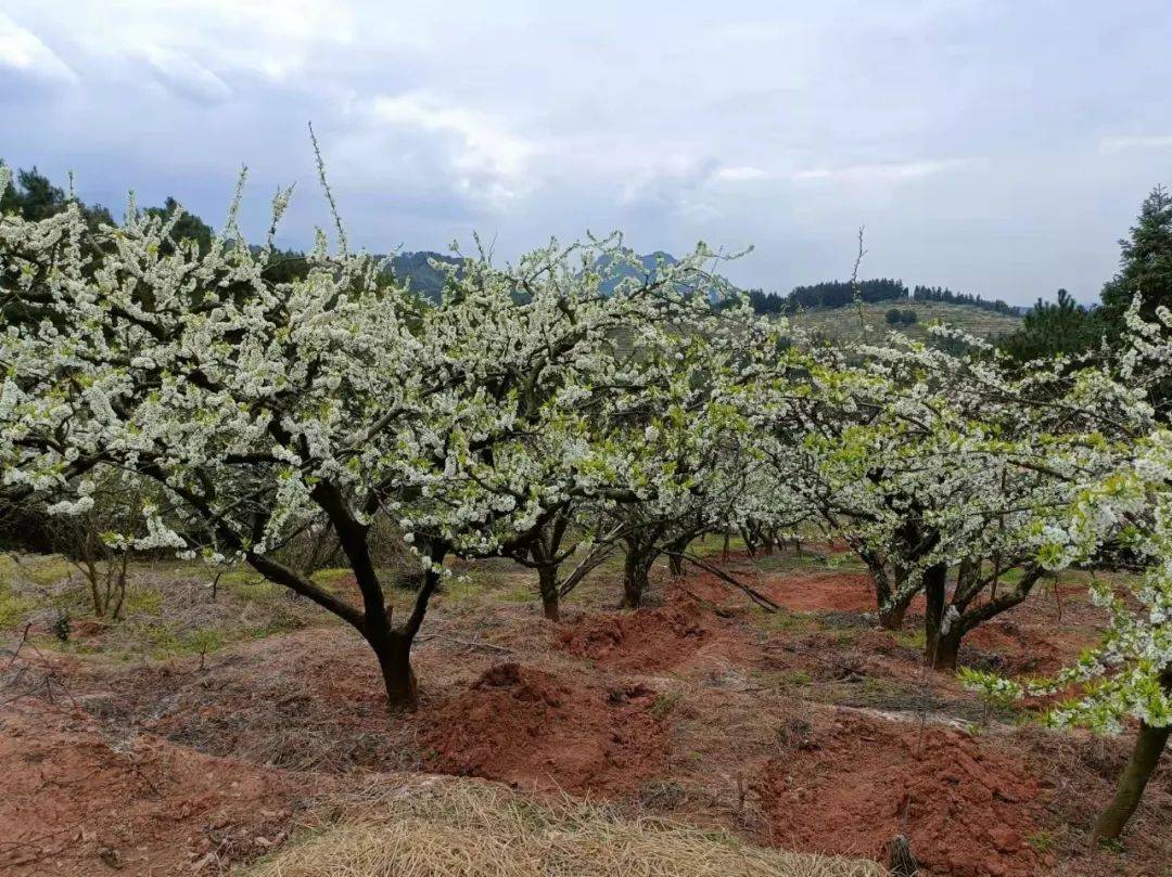 灌阳米竹山梨花图片