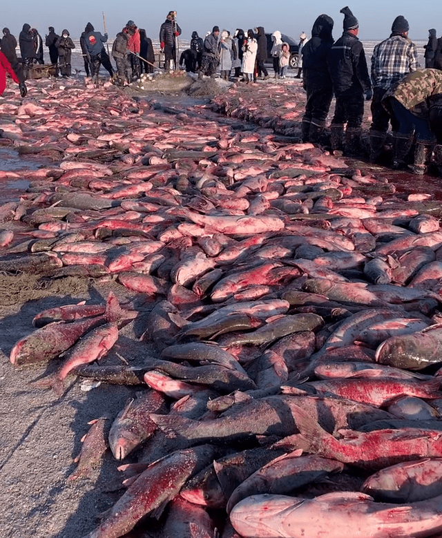 查干湖冬捕现场，鱼群堆满地看不到头，网友：鱼的洗浴中心