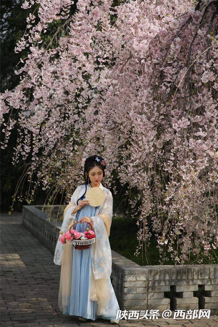 穿汉服赏樱拍照成青龙寺樱花季最美一景