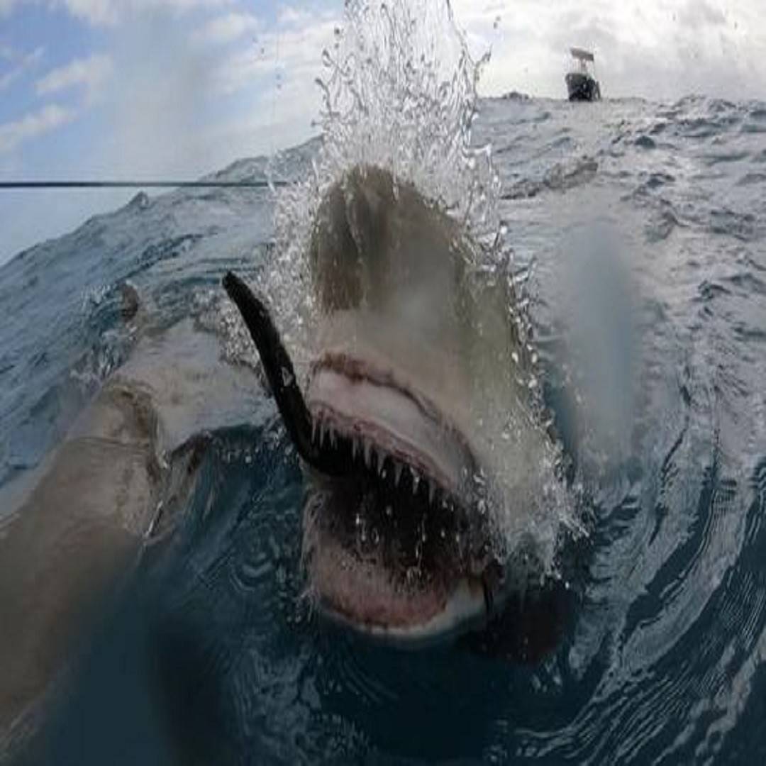 鲨鱼身体结构特殊,每天摄入巨量食物,消化系统强力,但其排尿系统有