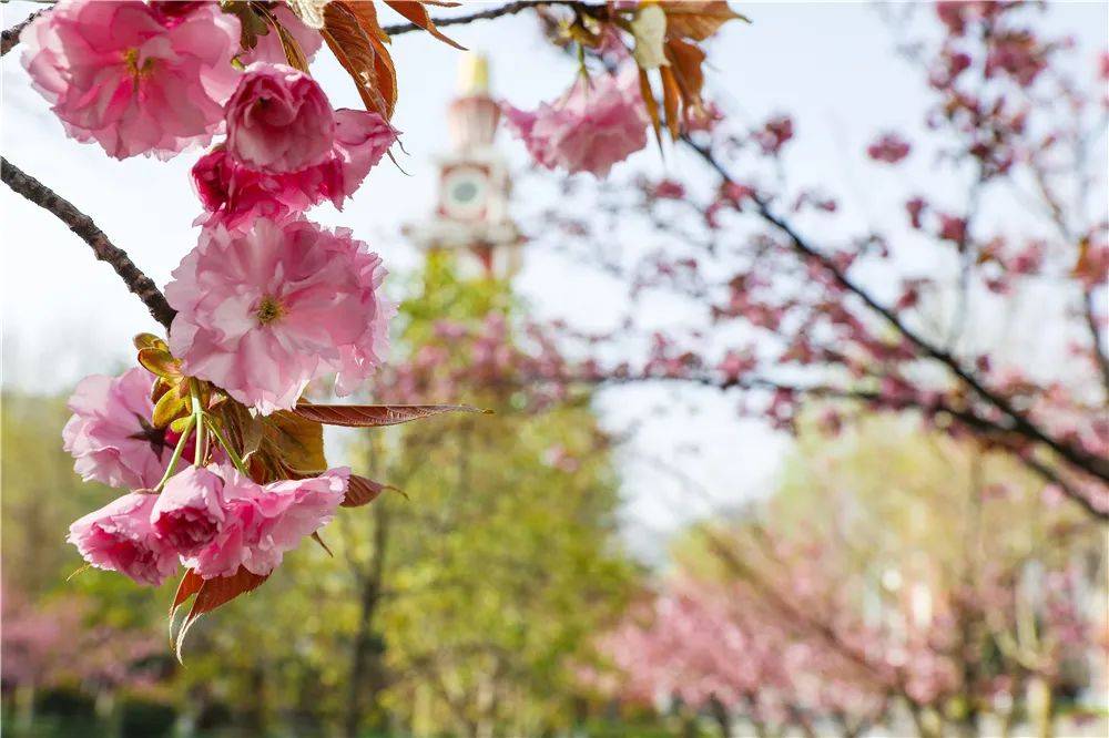 宿舍|西安翻译学院樱花盛开，春天限定浪漫之约