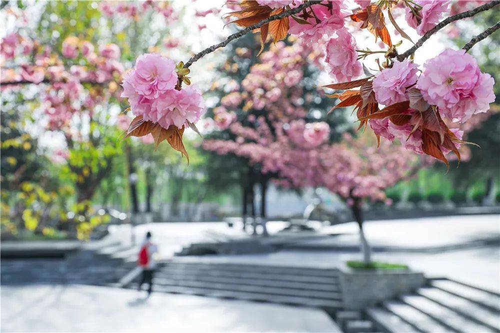 宿舍|西安翻译学院樱花盛开，春天限定浪漫之约