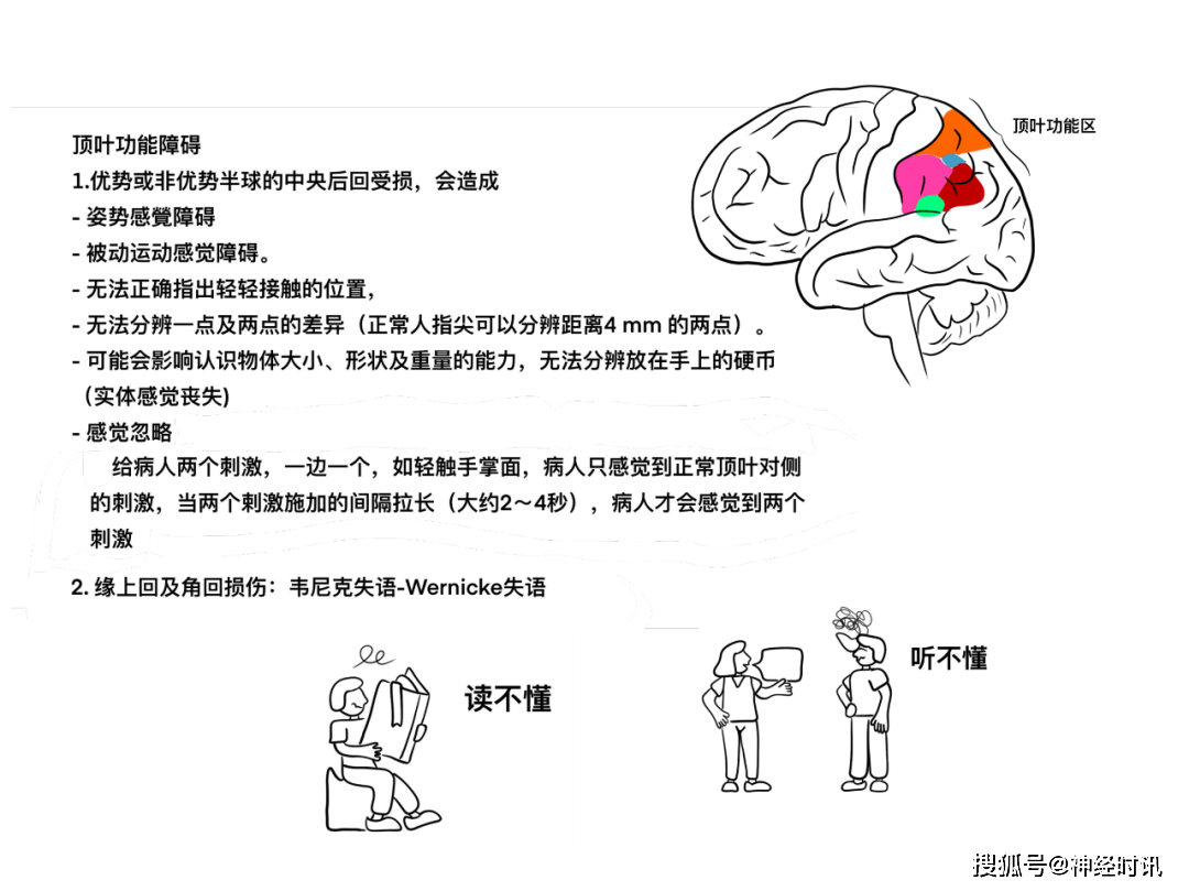 脑皮层的分叶,额叶及顶叶的结构,功能及受损表现【全了】_徐桂_大脑